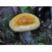 Мицелий Сыроежки золотисто-желтой (Russula lutea) Мицелий Сыроежки золотисто-желтой (Russula lutea)